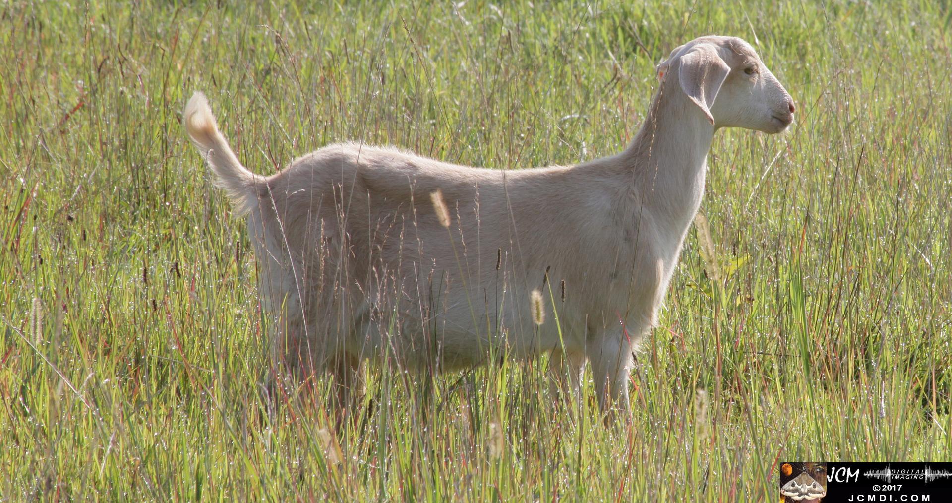goat in pasture